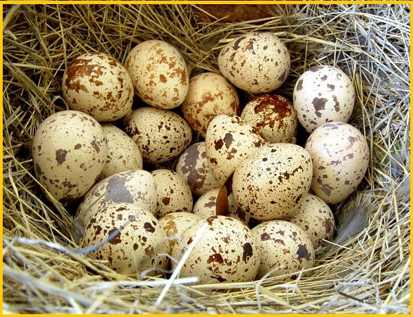 Фото 4. Яйца инкубационные перепела Феникс Золотистый - (селекция Франции)