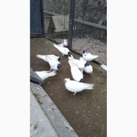 Бойные голуби (иранцы, андижаны, касаны)