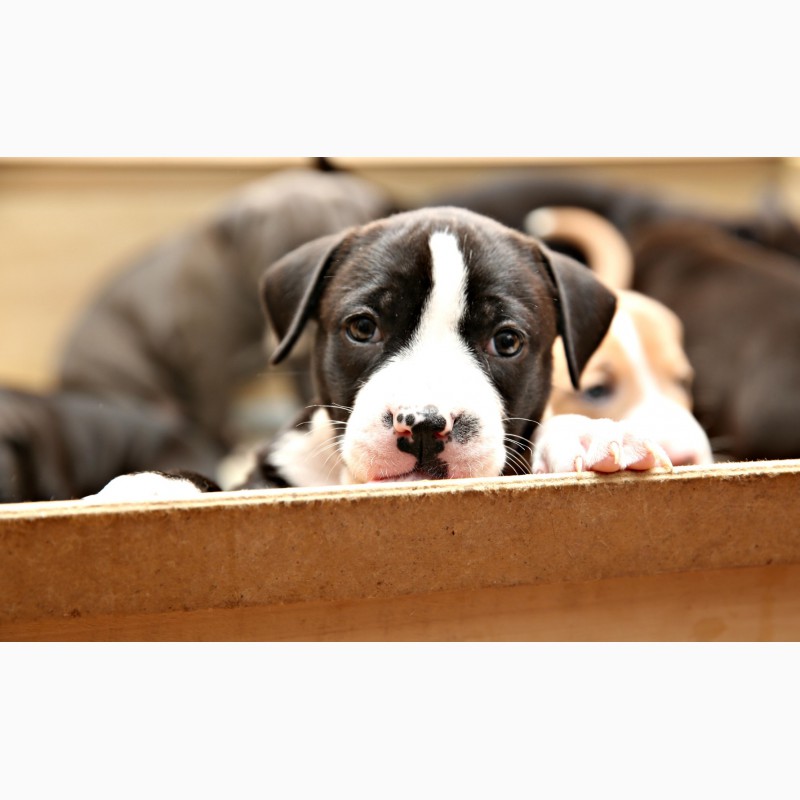 Фото 2. Шикарные щенки Американского пит-бультерьера, питбуль, АПБТ