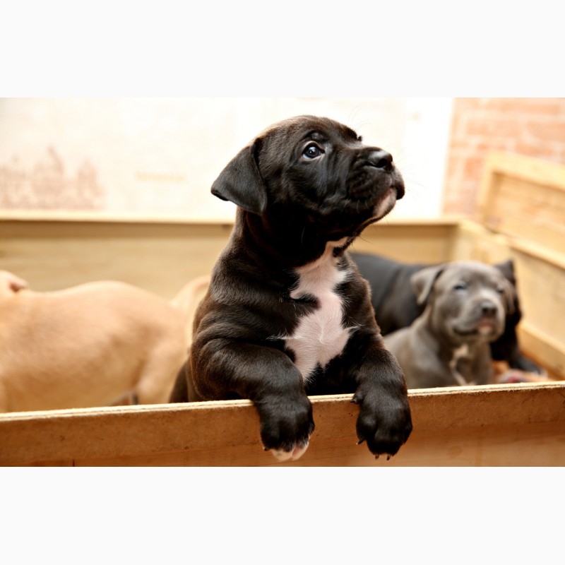 Фото 3. Шикарные щенки Американского пит-бультерьера, питбуль, АПБТ