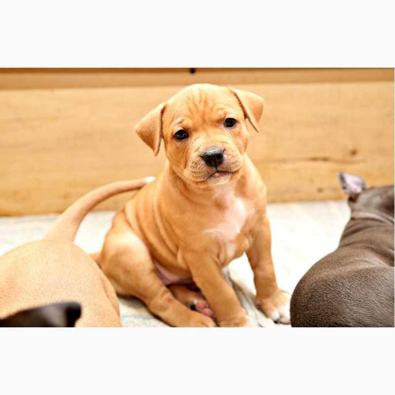 Фото 4. Шикарные щенки Американского пит-бультерьера, питбуль, АПБТ