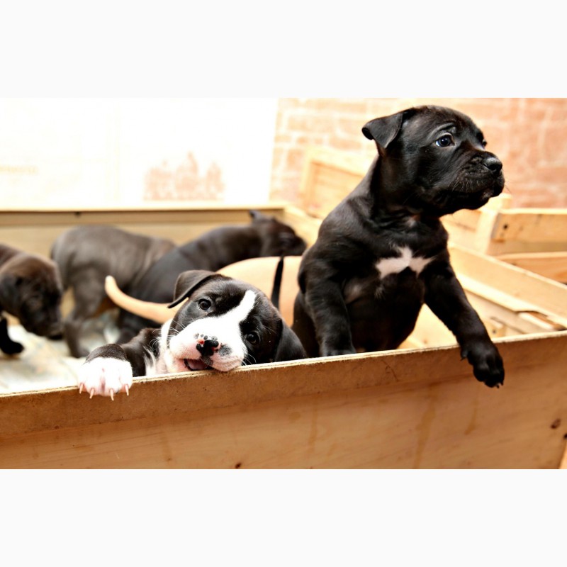 Фото 5. Шикарные щенки Американского пит-бультерьера, питбуль, АПБТ