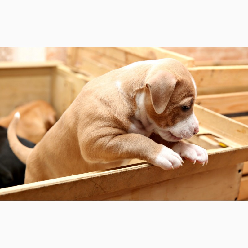 Фото 6. Шикарные щенки Американского пит-бультерьера, питбуль, АПБТ