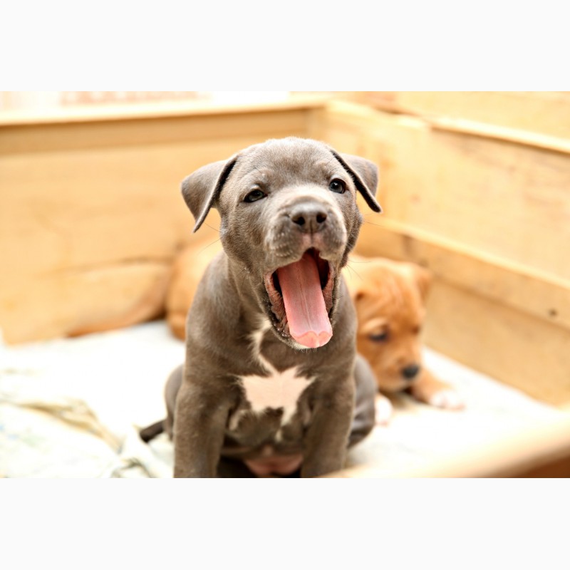 Фото 8. Шикарные щенки Американского пит-бультерьера, питбуль, АПБТ