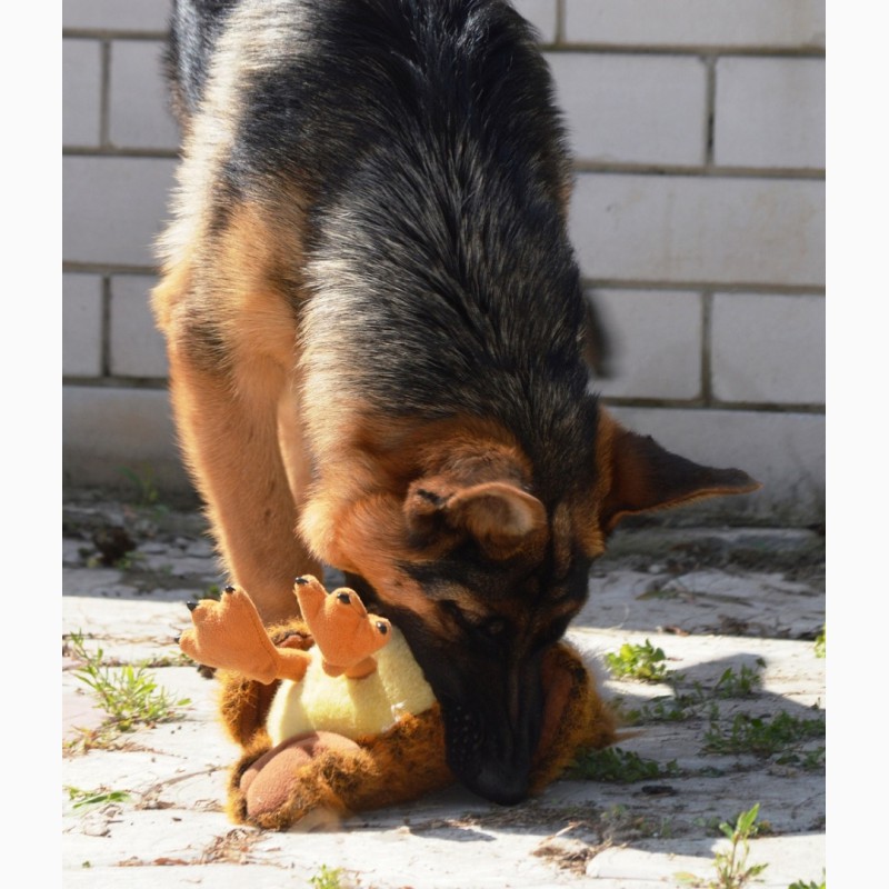 Фото 2. Замечательный подрощен щенок для выставок и разведения, междунар докумен FCI-КСУ