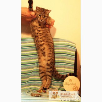 Девочки – Припевочки – полосатые котята-сестрички 4,5 мес. метис бенгальской кошки