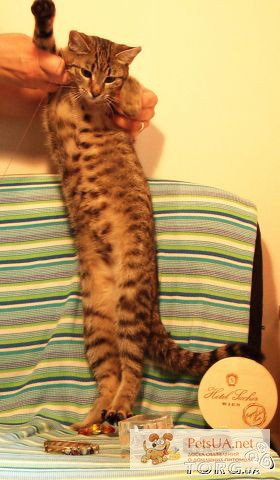 Девочки – Припевочки – полосатые котята-сестрички 4,5 мес. метис бенгальской кошки
