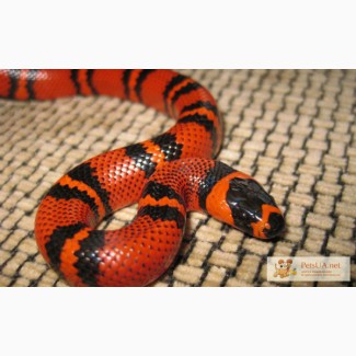 Змея lt hondurensis