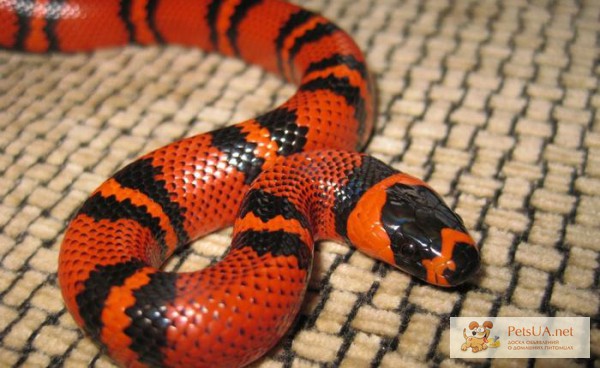 Змея lt hondurensis