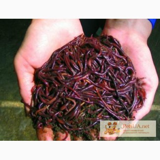 Калифорнийский червь производитель биогумуса, отличный корм для домашней птицы,