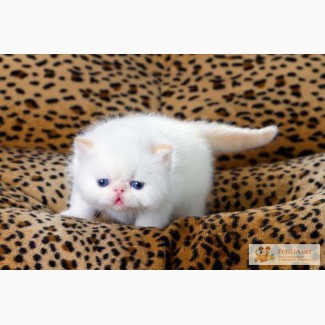 Экзотические котята - плюшевые персы