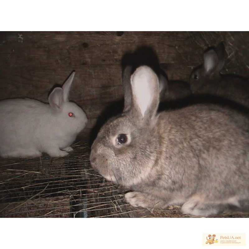 Фото 1/1. Продажа кролей, кроликов новозеландский белый