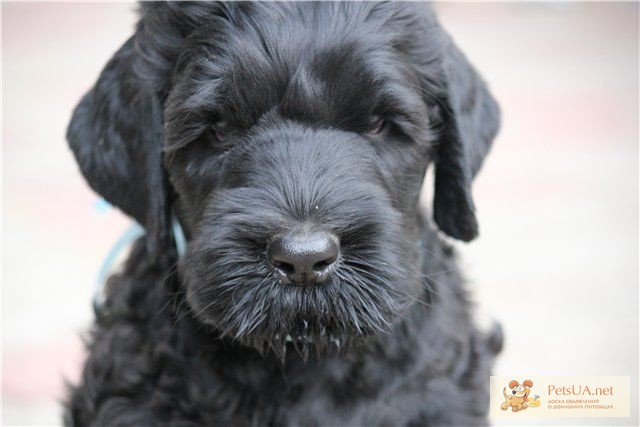 Black Russian Terrier(Русский Черный терьер)-щенки от Чемпионов,питомник.