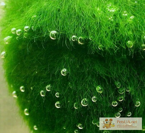 Фото 2. Эгагропила темно-зеленый бархатный шар. Живой, очень крисивый фильтр в вашем аквариуме.