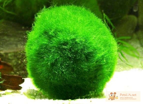 Фото 3. Эгагропила темно-зеленый бархатный шар. Живой, очень крисивый фильтр в вашем аквариуме.