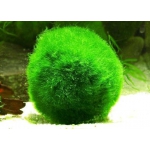 Эгагропила темно-зеленый бархатный шар. Живой, очень крисивый фильтр в вашем аквариуме.