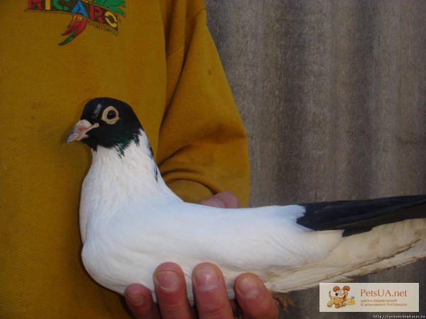 Фото 1/1. Продажа голубей в Одесской обл. город Измаил Голубь Измаильский Турман