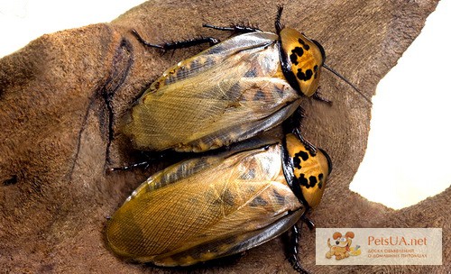 Blaberus craniifer (Таракан мёртвая голова)