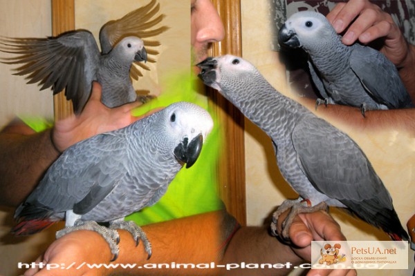 Фото 1/1. Жако, серый попугай жако - полностью ручные птенчики Жако