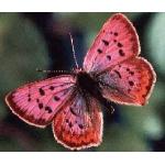 Живые бабочки, настоящие тропические, круглый год