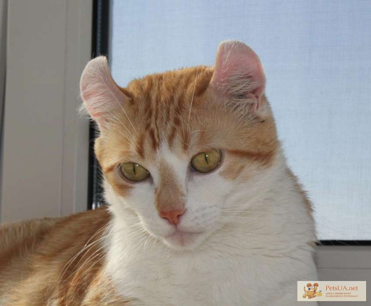 Фото 1/1. Американский керл - кошка с человеческим лицом