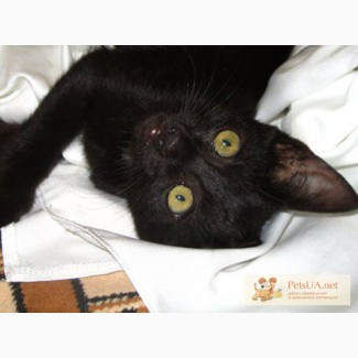 Отдам чёрную котенку-египтянку 2мес. Салатовые глаза на чёрном шёлке!.