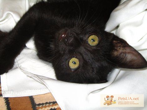 Фото 1/1. Отдам чёрную котенку-египтянку 2мес. Салатовые глаза на чёрном шёлке!.