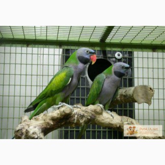 Большой китайский кольчатый попугай (Psittacula derbiana) Большой китайский кольчатый попугай (Psitt