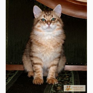 Сибирские котята из питомника Chersi