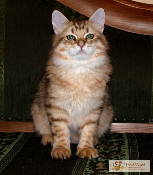 Фото 1/1. Сибирские котята из питомника Chersi