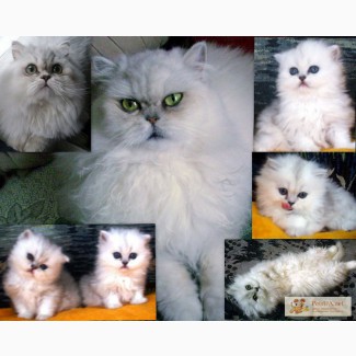 Шикарные, очень пушистые котята персы серебристые шиншиллы