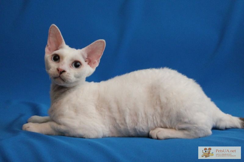Голубоглазый котенок породы Девон-Рекс