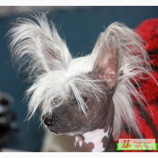 Мерлин Элькати, голыш, 3 кг. Китайская хохлатая собака, голыш.