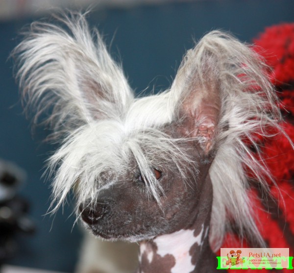 Фото 1/1. Мерлин Элькати, голыш, 3 кг. Китайская хохлатая собака, голыш.