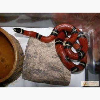Продам разнообразие королевских змей,полозов,питонов и удавов