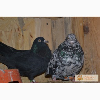 Продам николаевских голубей николаевские голуби