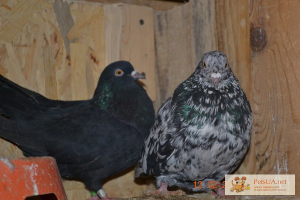 Фото 1/1. Продам николаевских голубей николаевские голуби
