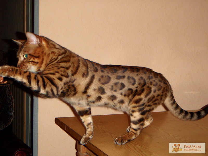 Фото 1/1. Бенгальские котята леопардового окраса