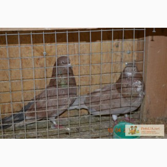 Продам николаевских голубей николаевские бурые