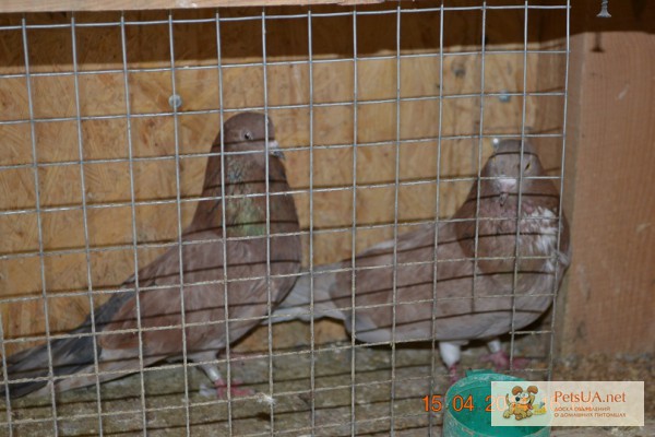 Фото 1/1. Продам николаевских голубей николаевские бурые