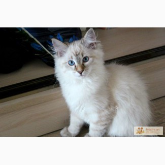 Невский маскарадный котенок (сибирский колор поинт)