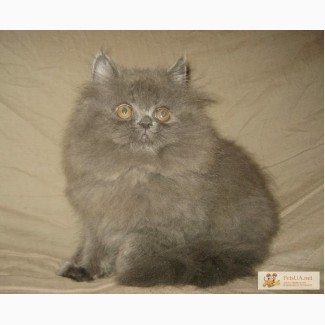 Пепельный котенок персидский