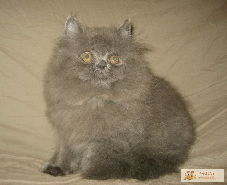 Фото 1/1. Пепельный котенок персидский
