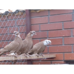 Продам благодарнецких голубей