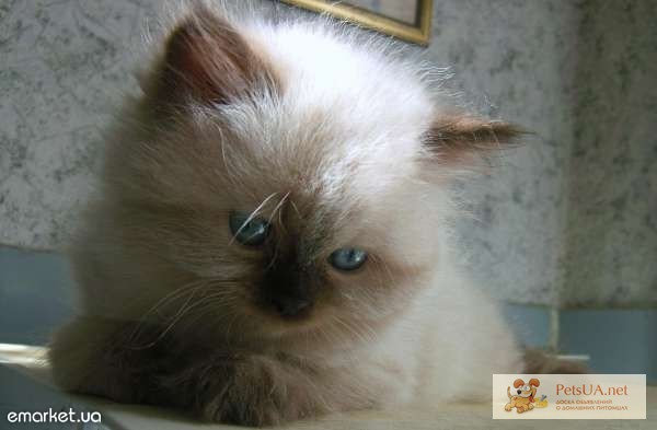 Фото 1/1. Невские маскарадные котята (балинезийские). Полтора месяца. Чистопородные, домашние