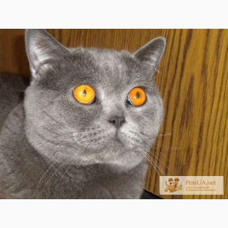 Arthur Diamond Shine Samuel Чистокровны британский кот вязка