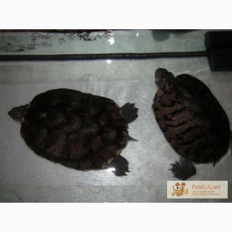 2 красноухие черепахи с аквариумом