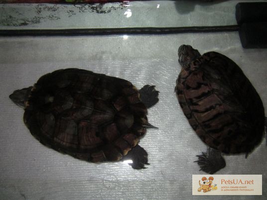 Фото 1/1. 2 красноухие черепахи с аквариумом