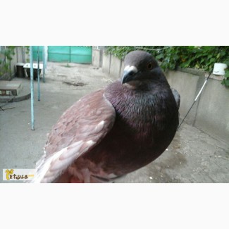 Продам голубей породы Кинг
