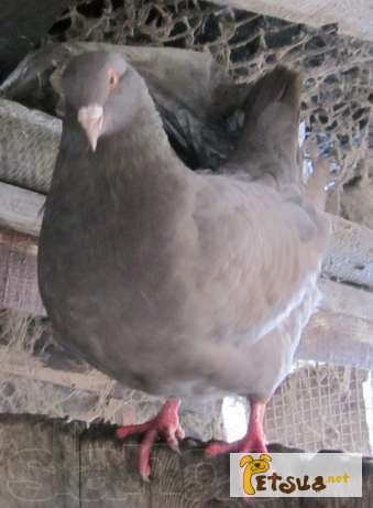 Фото 3. Продам голубей породы Кинг